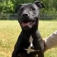 A young medium-sized female Black Labrador Retriever dog named Bella: Too Sweet To for adoption in Pennington, NJ