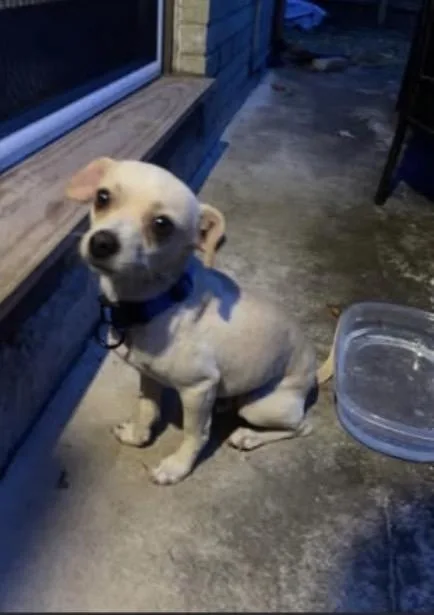 An adult small-sized male Chihuahua dog named Butterscotch for adoption in Broken Arrow, OK