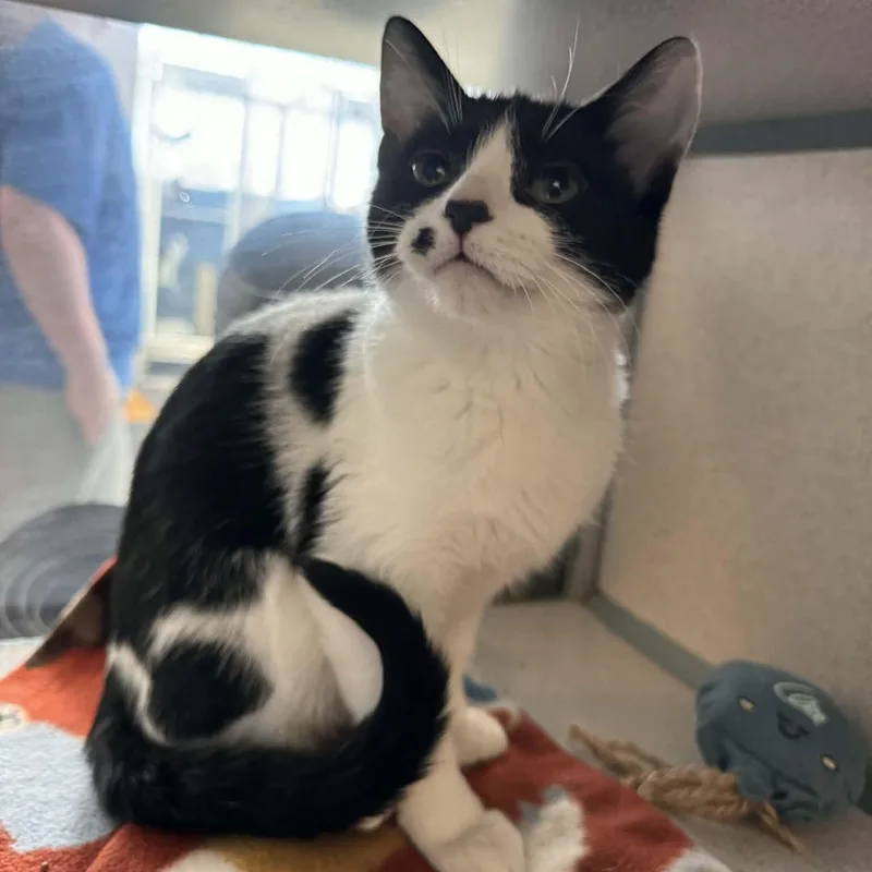 Buttercup thumbnail 2