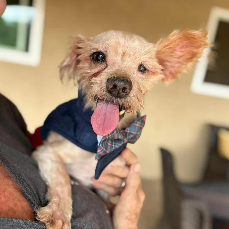 A senior small-sized male Brown / Chocolate Yorkshire Terrier dog named Cortland for adoption in Ramona, CA