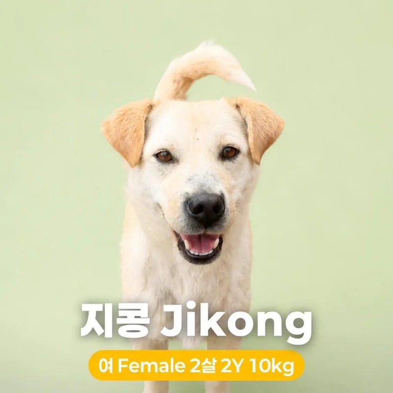 An adult small-sized female Yellow / Tan / Blond / Fawn Jindo dog named Jikong Hw+ for adoption in Northbrook, IL