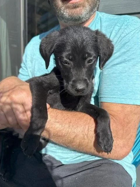 A baby medium-sized female Labrador Retriever dog named Dorothy for adoption in Midway, UT