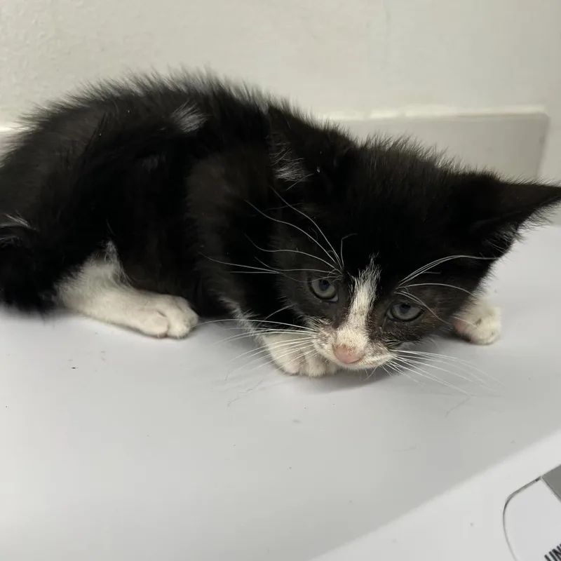 A baby small-sized male Black Domestic Short Hair cat named Dodgers for adoption in St. Louis, MO