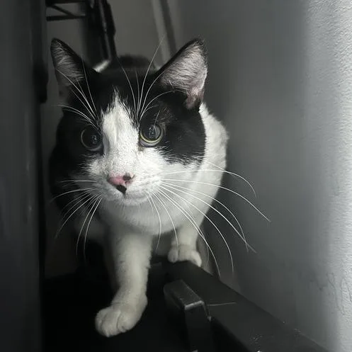 An adult large-sized male Black Domestic Short Hair cat named Yooka for adoption in Davenport, IA