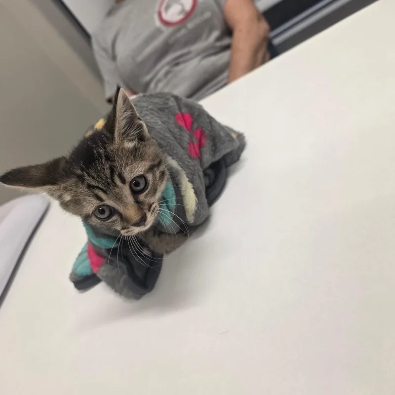 A baby small-sized male Brown / Chocolate Domestic Short Hair cat named Leo for adoption in Chattanooga, TN