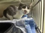 An adult small-sized male Domestic Short Hair cat named Snickers for adoption in Blue Springs, MO