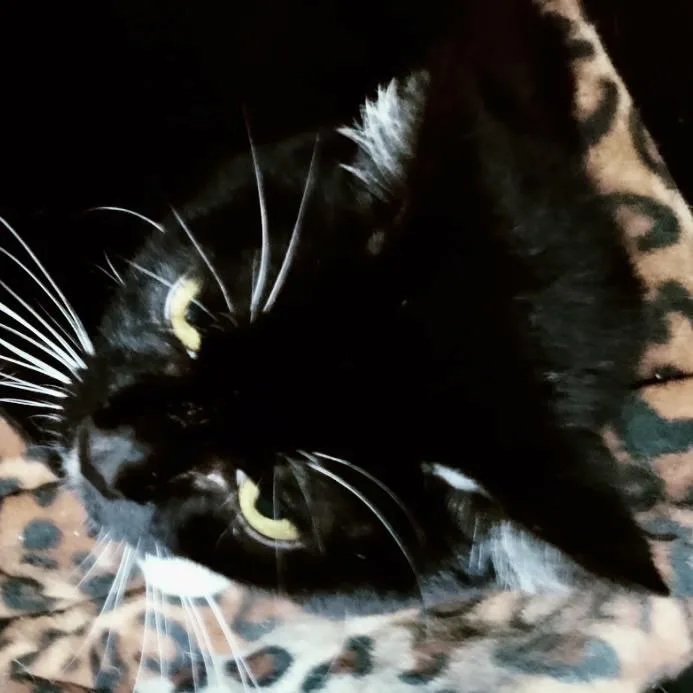 Tuxedo thumbnail 2