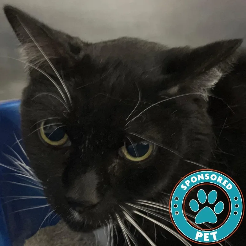 Tuxedo thumbnail 3