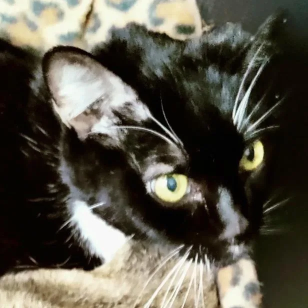Tuxedo thumbnail 5