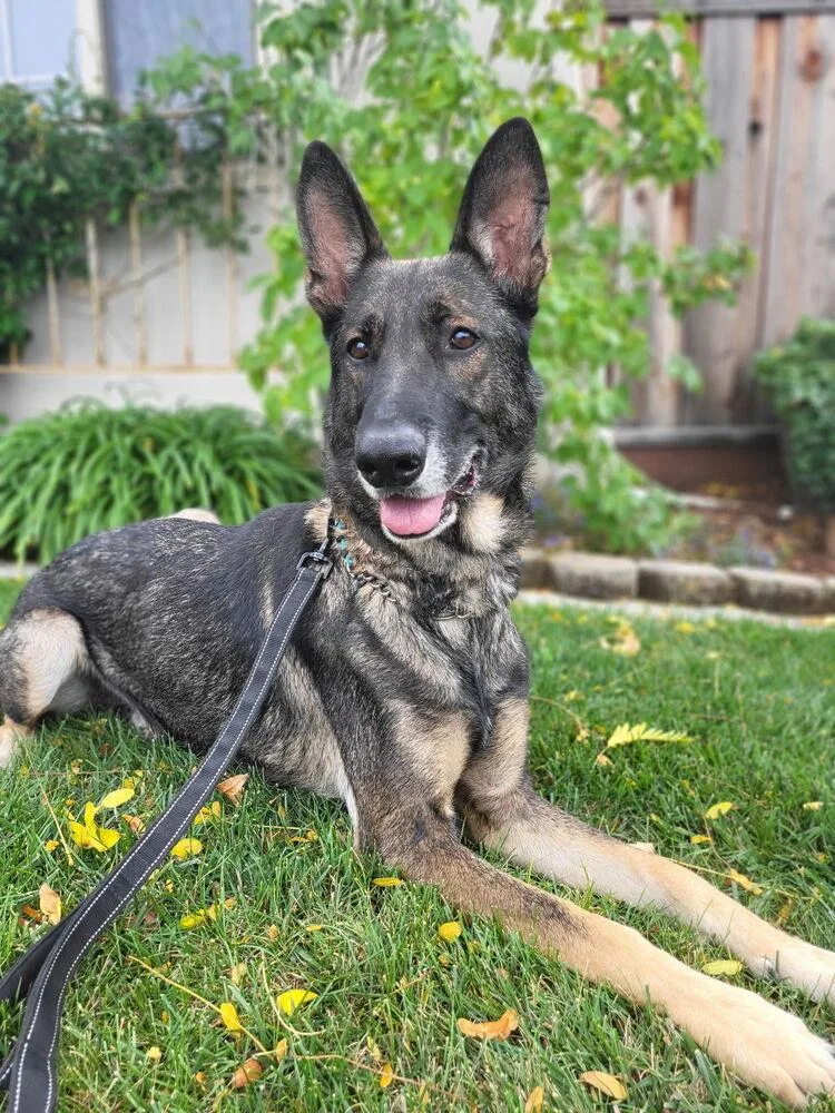 A senior large-sized male Brown / Chocolate German Shepherd Dog dog named Pierre for adoption in Pleasant Hill, CA