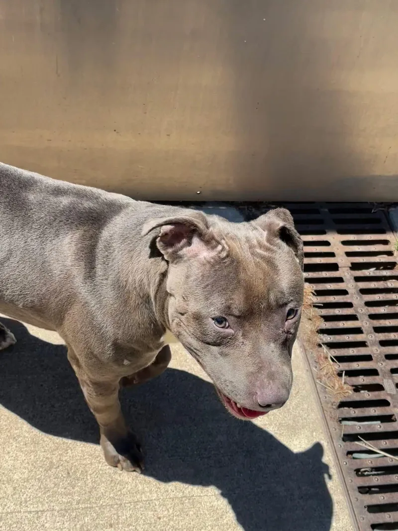 An adult medium-sized male Gray / Blue / Silver Pit Bull Terrier dog named Haberdasher for adoption in Chicago, IL