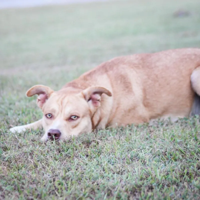 A young large-sized male Mixed Breed dog named Dean for adoption in Groveland, MA