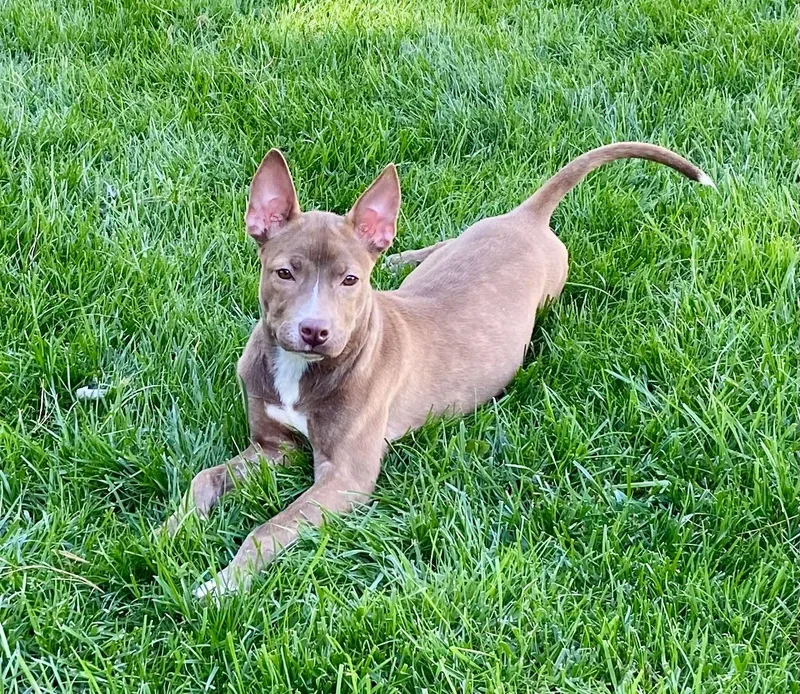 A baby small-sized female Brown / Chocolate Basenji dog named Sassy for adoption in Leesburg, VA