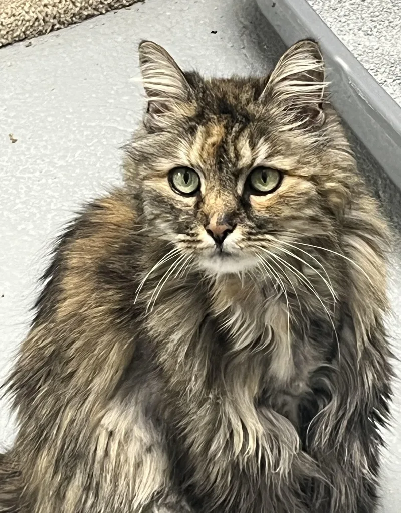 A senior medium-sized female Tortoiseshell Maine Coon cat named Molly for adoption in Mendham, NJ