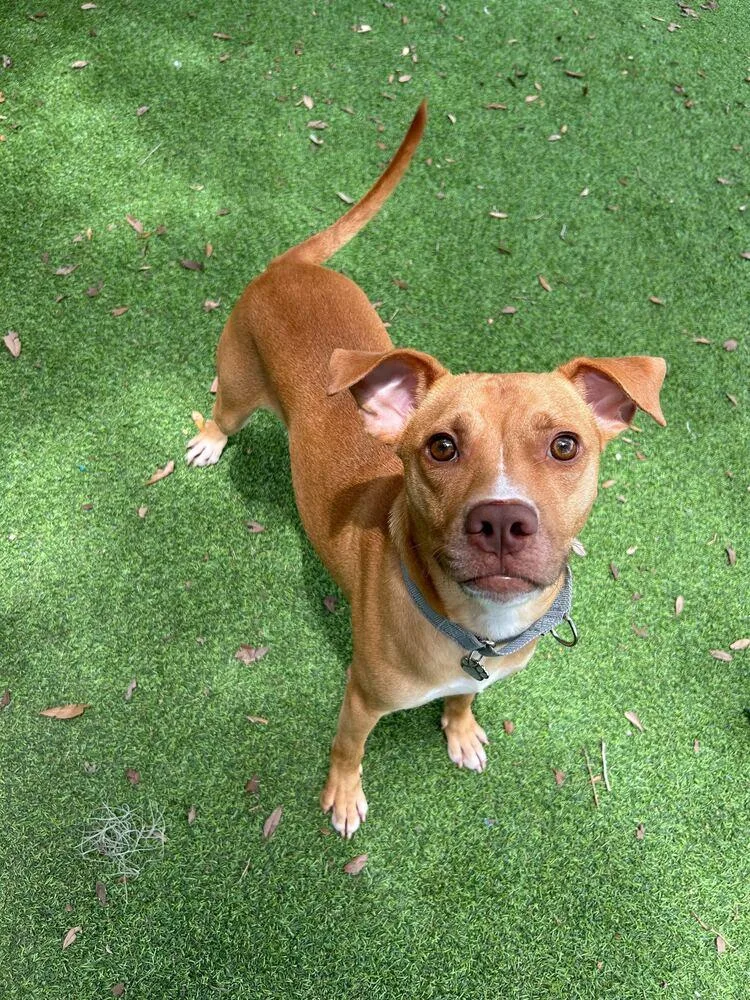 An adult medium-sized male Tricolor (Brown, Black, & White) American Bulldog dog named Tuck for adoption in Lakeland, FL