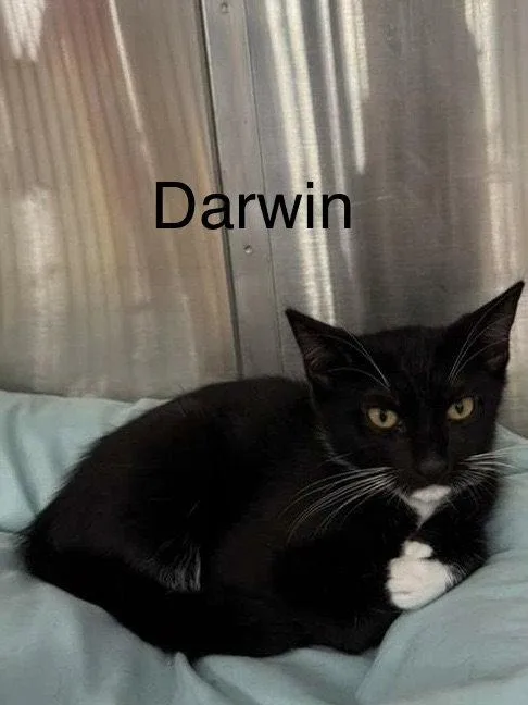 A baby medium-sized male Tuxedo cat named Darwin for adoption in Oakland Park, FL