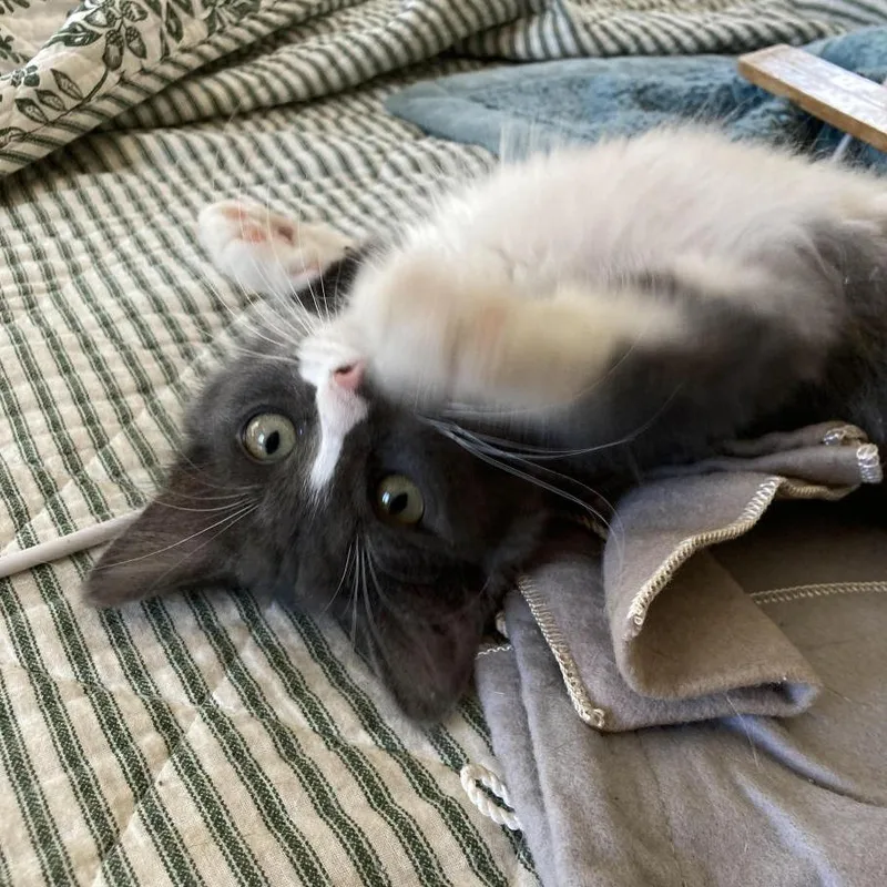 A baby small-sized female Gray / Blue / Silver Domestic Medium Hair cat named Sox for adoption in Prescott, AZ