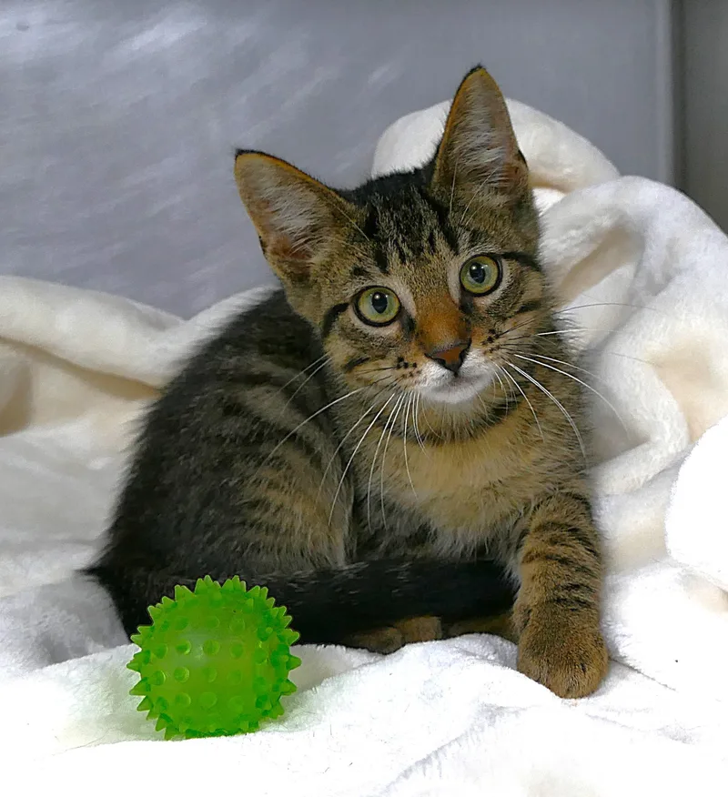 A baby medium-sized male Tabby (Brown / Chocolate) Domestic Short Hair cat named Raja for adoption in Beechbottom, WV