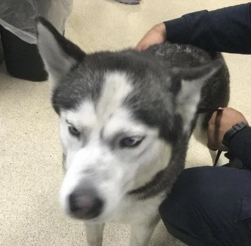 A young large-sized female Siberian Husky dog named Nickie for adoption in Riverside, CA