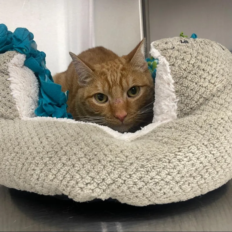 An adult small-sized female Orange / Red Domestic Short Hair cat named Willow for adoption in Bensalem, PA