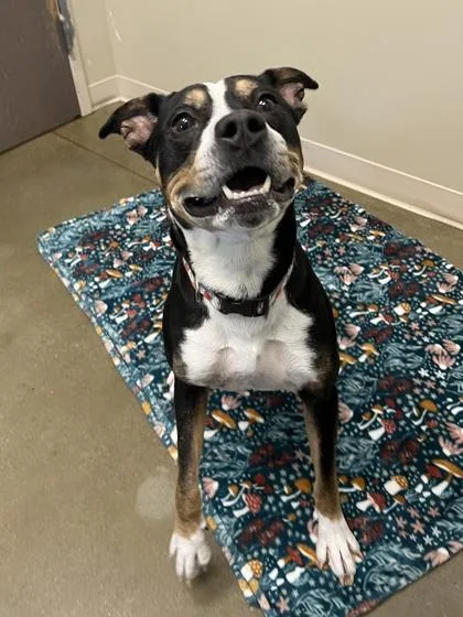 An adult medium-sized male Pit Bull Terrier dog named Dorian for adoption in Fishers, IN