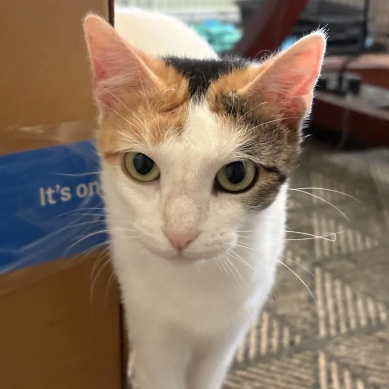 A young medium-sized female White Turkish Van cat named Sushi for adoption in San Antonio, TX