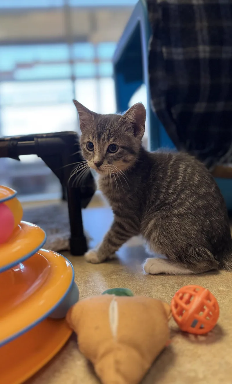 A young medium-sized male Tabby (Gray / Blue / Silver) Domestic Short Hair cat named Peter for adoption in Eagle, CO