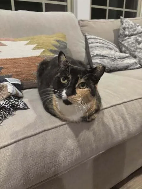 Callie Allie Oop thumbnail 4