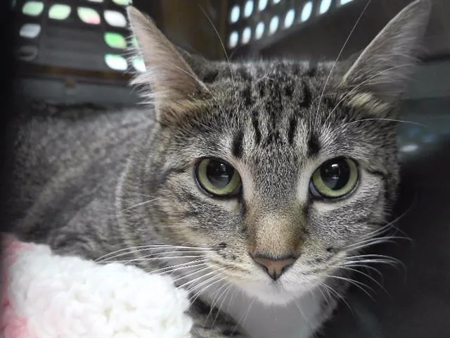 A young medium-sized female Domestic Short Hair cat named Scauldron for adoption in Omaha, NE