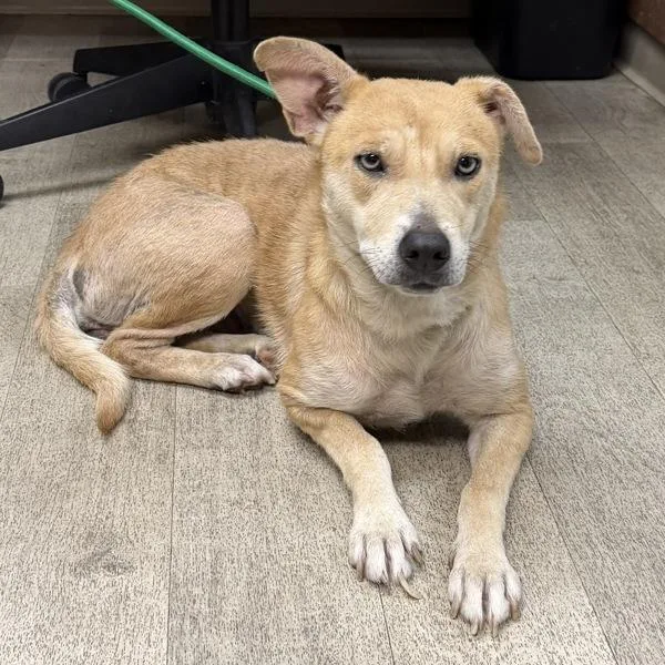 An adult medium-sized female Australian Cattle Dog / Blue Heeler dog named Clarita for adoption in San Diego, CA