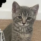 A baby small-sized female Gray / Blue / Silver Domestic Short Hair cat named Scaredy for adoption in Dayton, OH