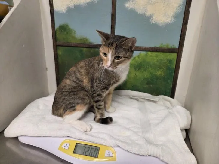 An adult medium-sized female Domestic Short Hair cat named Florgato for adoption in Houston, TX
