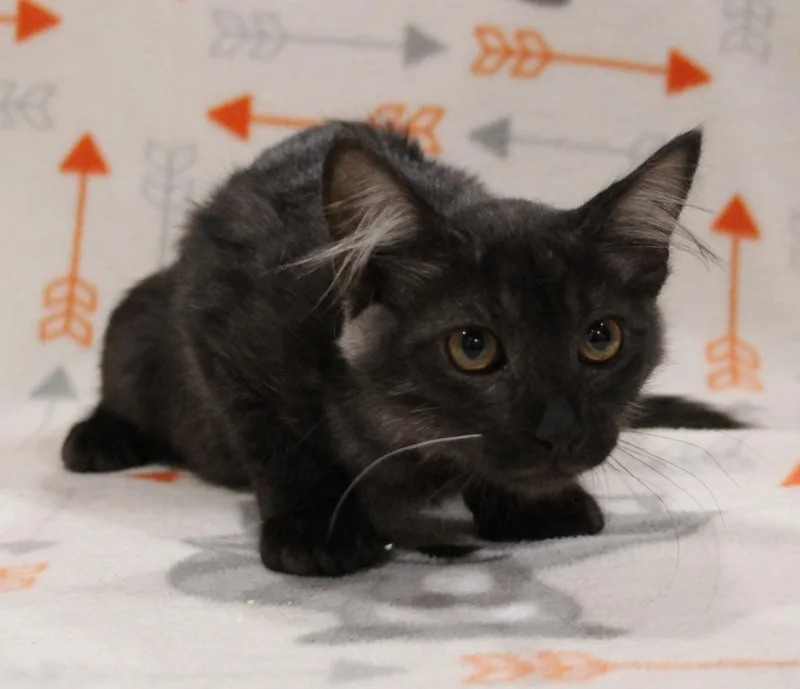 A baby medium-sized female Domestic Medium Hair cat named Rapid for adoption in Vacaville, CA