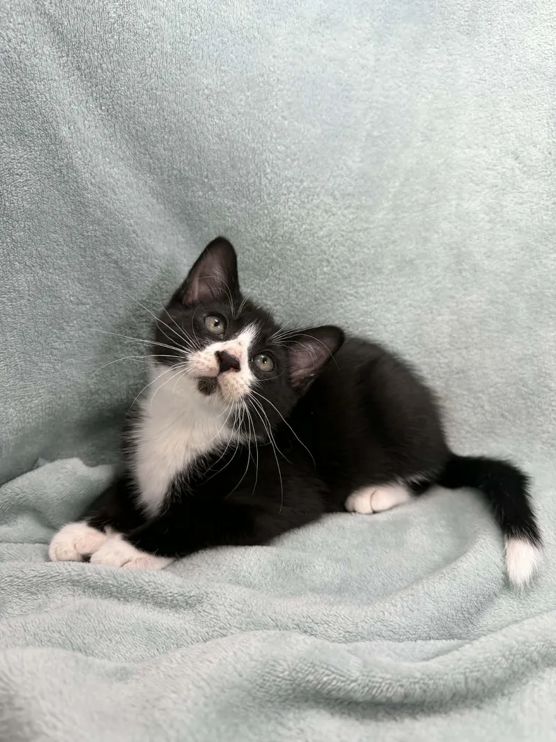 A baby medium-sized male Tuxedo cat named Twizzler for adoption in Tavares, FL