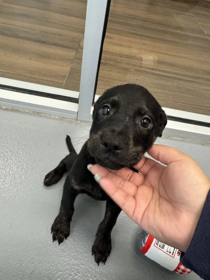 A young medium-sized male Labrador Retriever dog named Loftis for adoption in Hilton Head Island, SC