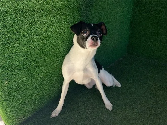 A young small-sized female Chihuahua dog named Star for adoption in Lancaster, CA