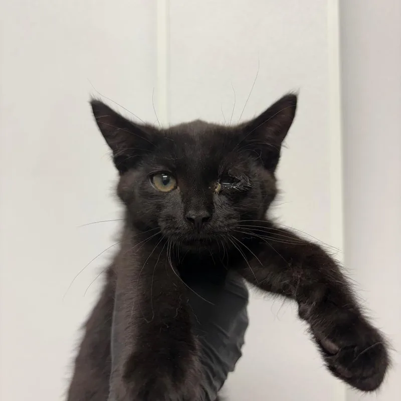 A baby small-sized male Black Domestic Short Hair cat named Bok Choy for adoption in Abilene, TX