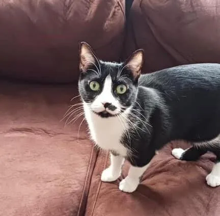 A young small-sized female Domestic Short Hair cat named Dumpling for adoption in Long Island City, NY