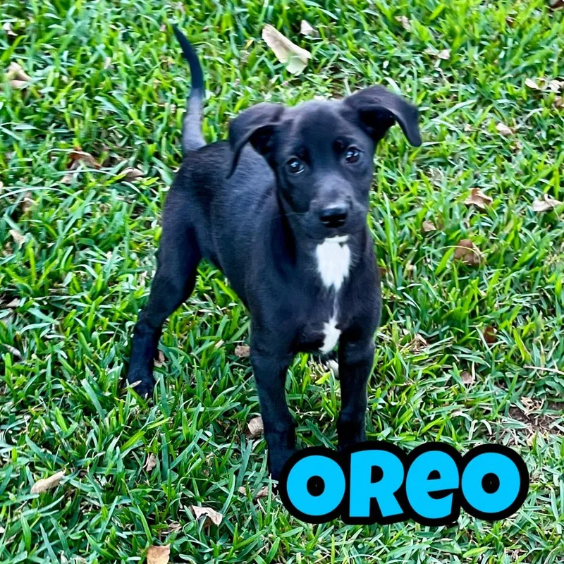 A baby small-sized male Black Labrador Retriever dog named Oreo for adoption in Durango, CO