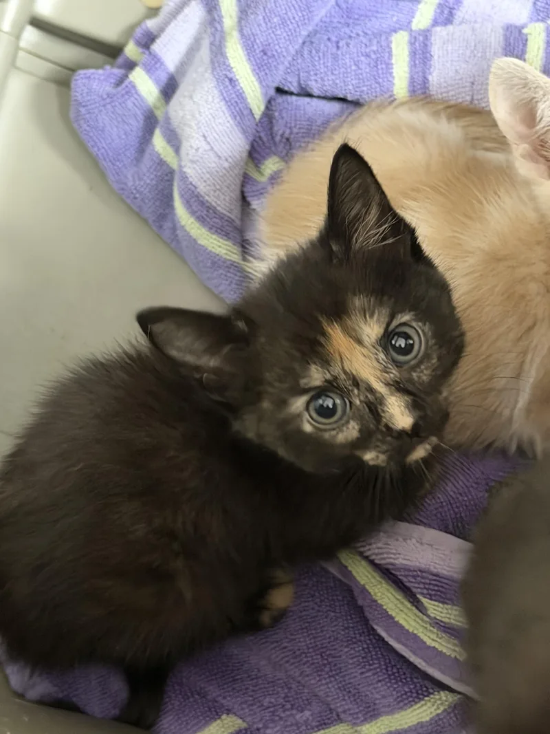 Windmill thumbnail 2