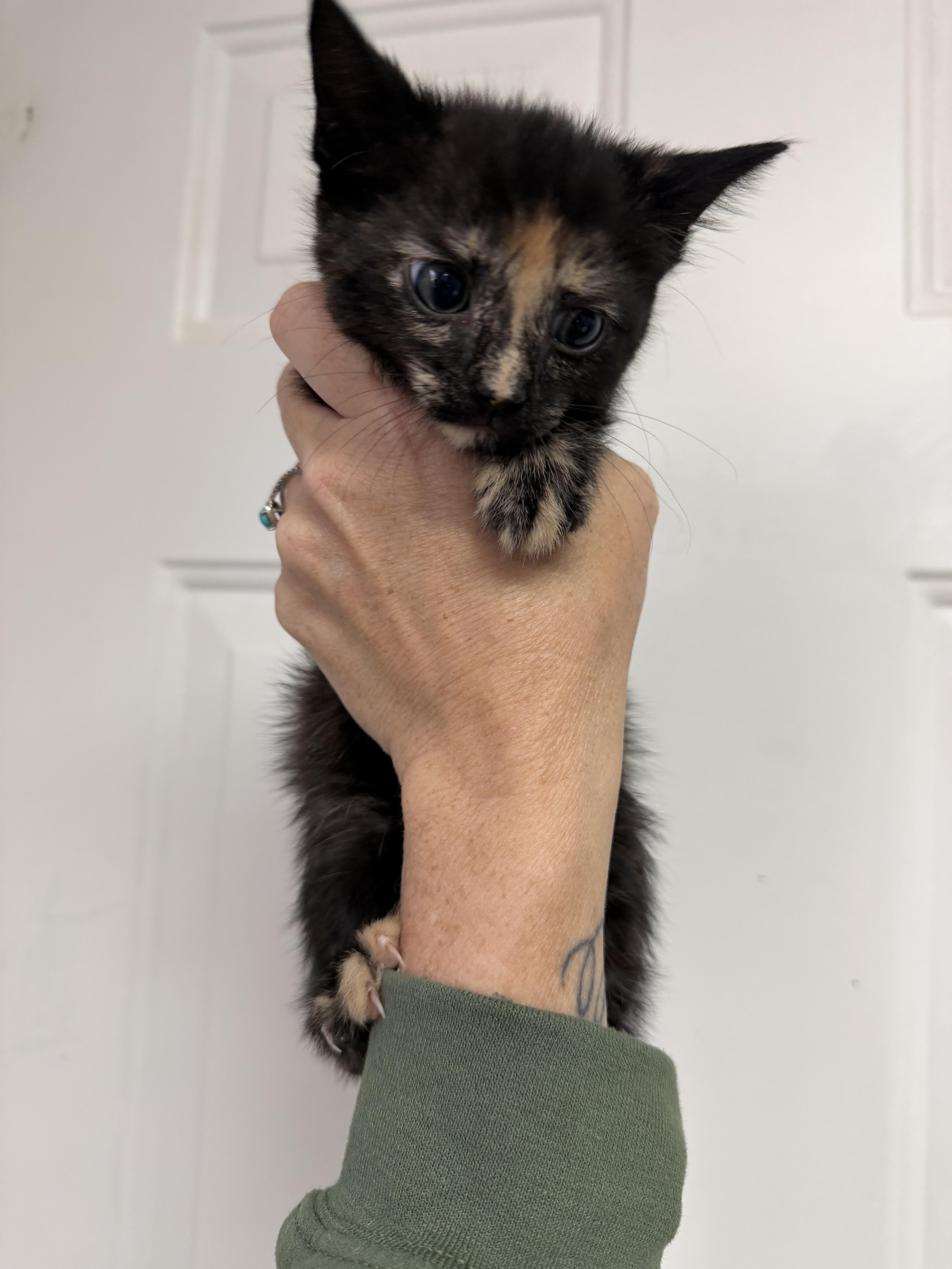 Windmill thumbnail 3