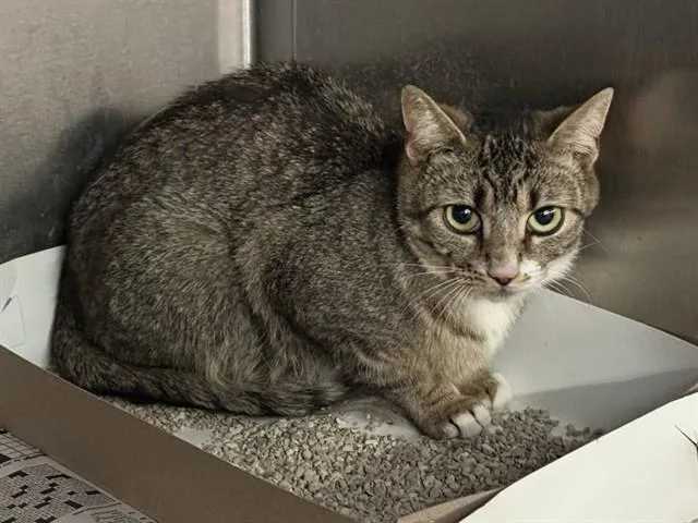 A young small-sized female Domestic Short Hair cat named Sunny for adoption in Lancaster, CA