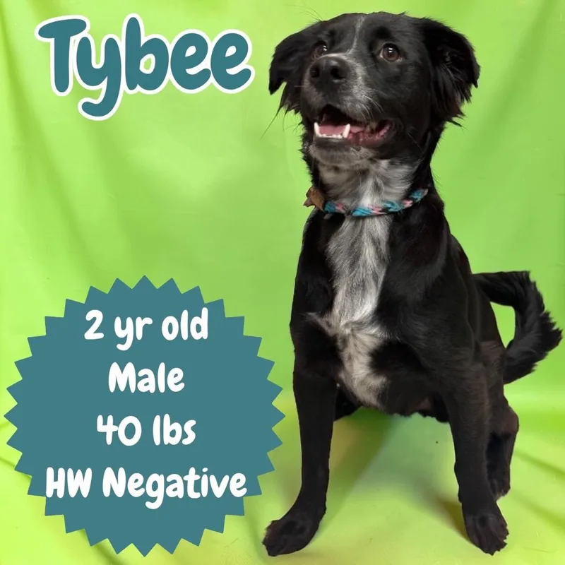 Tybee