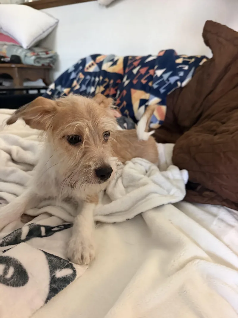 A baby small-sized male Shih Tzu dog named Nolan for adoption in Visalia, CA