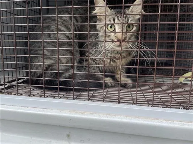 A young medium-sized female Domestic Medium Hair cat named A for adoption in Houston, TX
