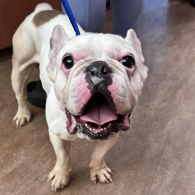 An adult small-sized male White / Cream French Bulldog dog named WAGSStray for adoption in Westminster, CA