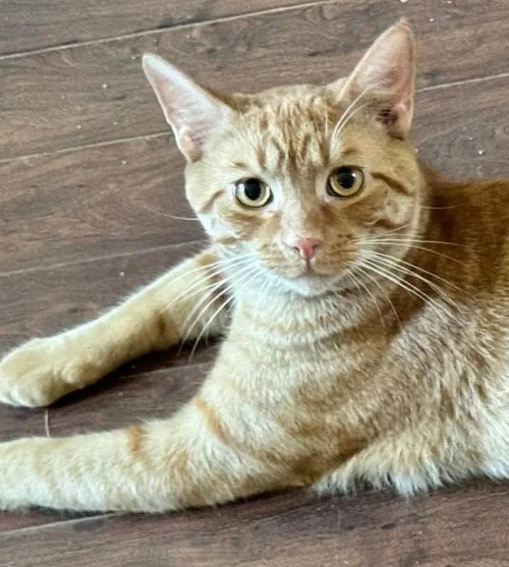 A young medium-sized male Tabby (Orange / Red) Tabby cat named Pumpkin for adoption in Knoxville, TN