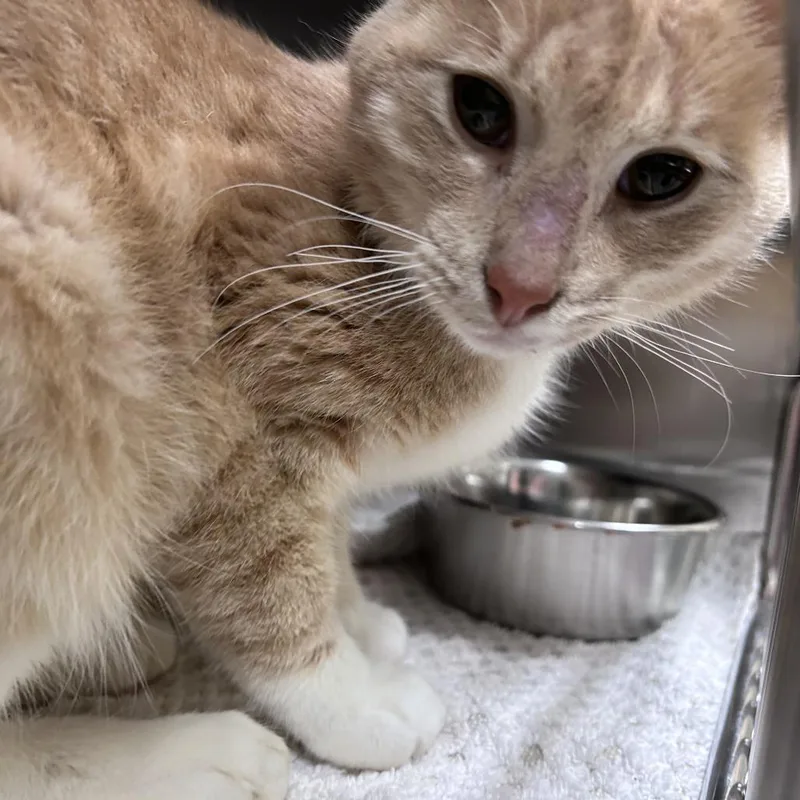 A young medium-sized male Orange / Red Domestic Short Hair cat named Gregory for adoption in Asheville, NC