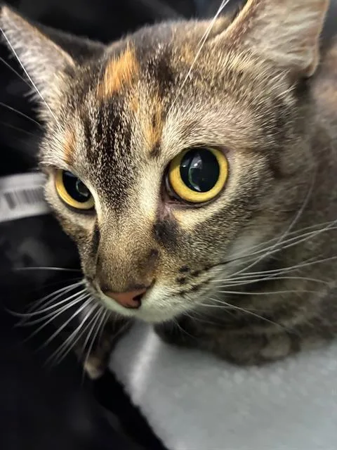 Peanut