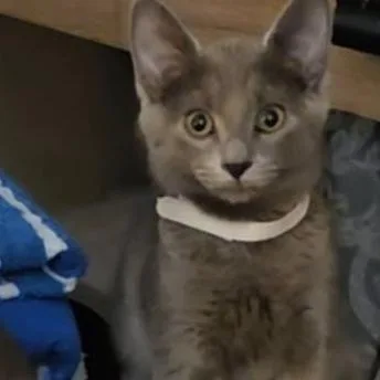 A baby small-sized female Gray / Blue / Silver Domestic Short Hair cat named Susie for adoption in Belleville, IL